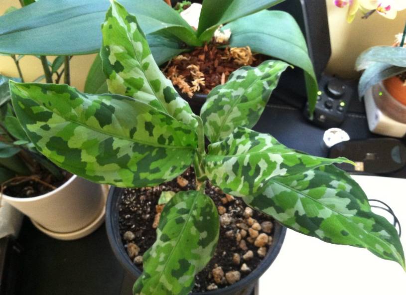 ilustrasi aglaonema pictum 'tricolor' (flickr.com/hoksumm)